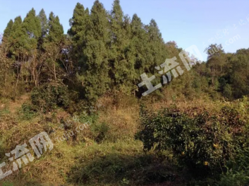 广东河源龙川县574.73亩有林地经营权转让