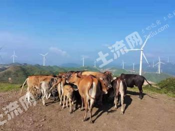 黔东南黎平县 4000亩 荒山 出租