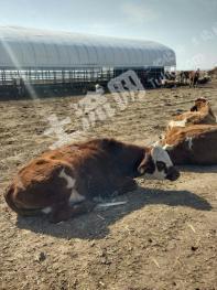 吉林舒兰市 18亩 畜牧养殖用地 经营权转让