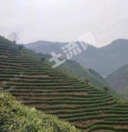 安徽池州青阳县 500亩 有林地经营权 转让