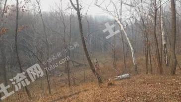 哈尔滨宾县 310亩 有林地 经营权转让