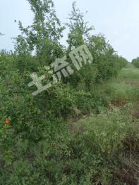 南阳淅川县 197.91亩 有林地 经营权出租