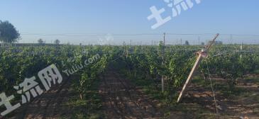 烟台莱州市33亩水浇地经营权转让