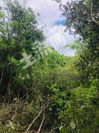 台州仙居县 487亩 灌木林地经营权 转包