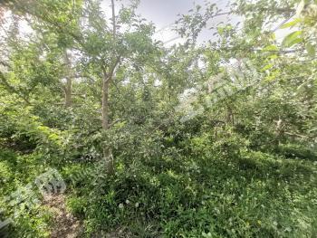 阿拉尔市40亩果园经营权转让