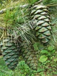 吉林桦甸市 103.13亩 乔木林地 经营权转让