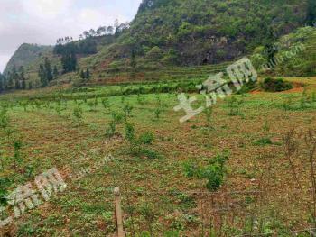 文山广南县 300亩 果园 经营权转让