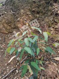 百色凌云县380亩有林地经营权出租