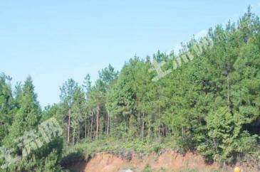 汉中南郑区 60000亩 乔木林地 经营权转让