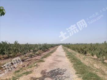 新疆喀什疏附县 390亩果园经营权出租