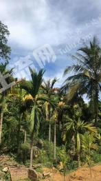 海南琼中黎族苗族自治县248.71亩有林地经营权转让