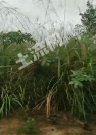 玉林北流市340亩有林地经营权出租