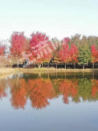 青岛胶州市200亩风景园区苗圃经营权转让