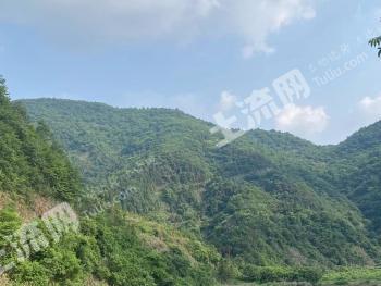 九江瑞昌市300亩其它林地经营权转包