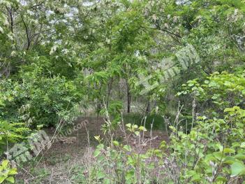 辽宁葫芦岛龙港区 10亩 荒地 合作