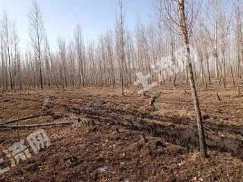 黑龙江绥化 180亩 有林地 经营权转让