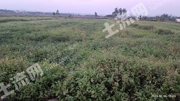 广西南宁西乡塘区121.32亩水浇地经营权出租