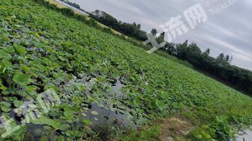 嘉兴南湖区 48亩 坑塘水面 经营权转包