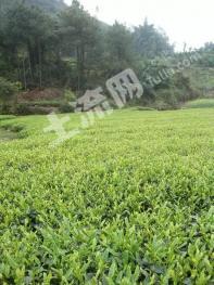 自贡荣县22.22亩茶园 经营权转让