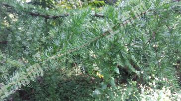 襄阳市保康县 3004.6亩 其它林地 经营权转让