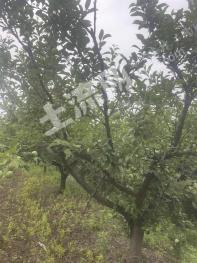 信阳商城县 100亩园地-果园 经营权转让