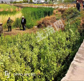 大理弥渡县 167亩 水浇地 经营权出租