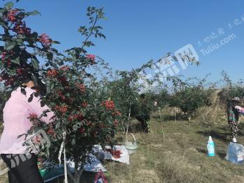 天水秦安县 130亩 有林地 经营权转让