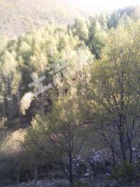 承德丰宁满族自治县 1000亩 林地包括苗圃经营权转让