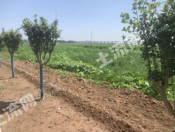 河南新乡 10亩 其它草地 经营权出租