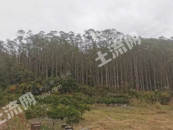 肇庆德庆县 122.3亩 乔木林地 经营权转让