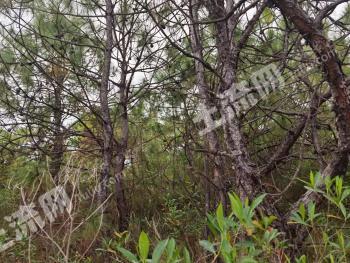 楚雄禄丰县 2017亩 灌木林地 经营权转让