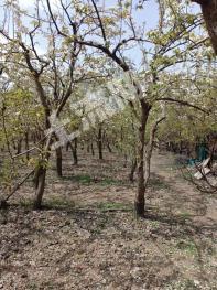 银川西夏区 5亩 果园经营权 转包