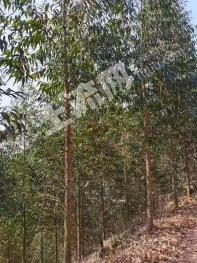 南宁宾阳县 1150亩 乔木林地 经营权出租