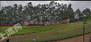 漳州长泰县 150亩 有林地 经营权转让