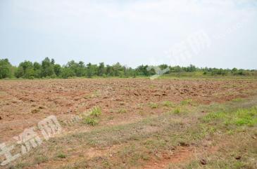 六安霍邱县 7.18亩 旱地 经营权出租