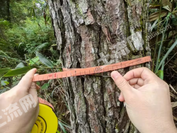 云浮郁南县 1214亩 乔木林地 经营权转让