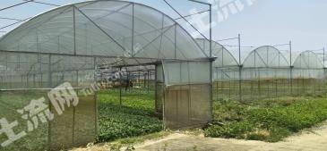 海口秀英区 839.28亩 高档型连栋钢管温室大棚 经营权出租