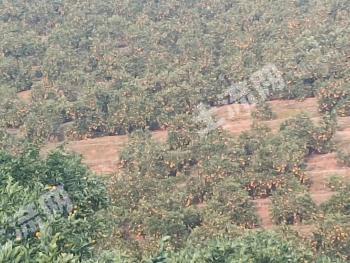 湖南郴州 30亩 果园 经营权出租