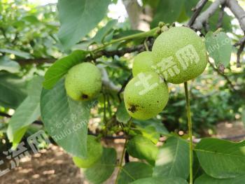 洛阳孟津县 155.19亩 果园 经营权出租