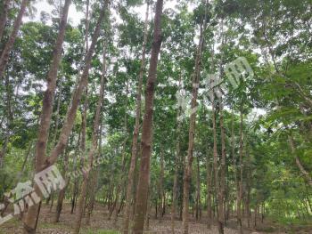 儋州雅星镇 50亩 其它林地 经营权转让