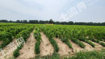 开封兰考县 980亩 水浇地 经营权出租