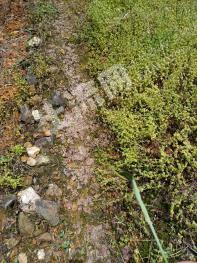 桂林兴安县 3.9亩 其它林地 经营权转包