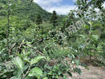 凉山甘洛县200亩园地-果园 经营权转让