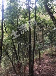肇庆封开县 2862.69亩 乔木林地 经营权转让