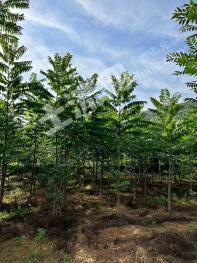 汉中城固县 100.34亩 水浇地 经营权转让