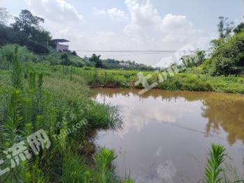 自贡 21亩沿滩 水库改造养殖塘 经营权转让