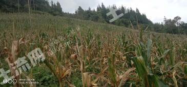 云南红河 12亩 其它耕地 经营权出租