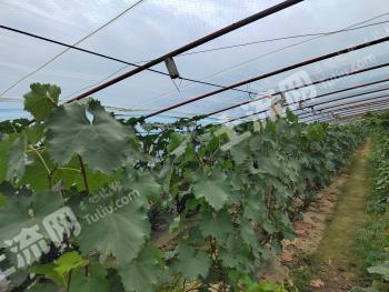 济宁金乡县 3.11亩 其它园地 出租