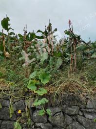 衢州江山市 20亩 果园 出租