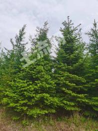 鸡西密山市 120亩 有林地 转让